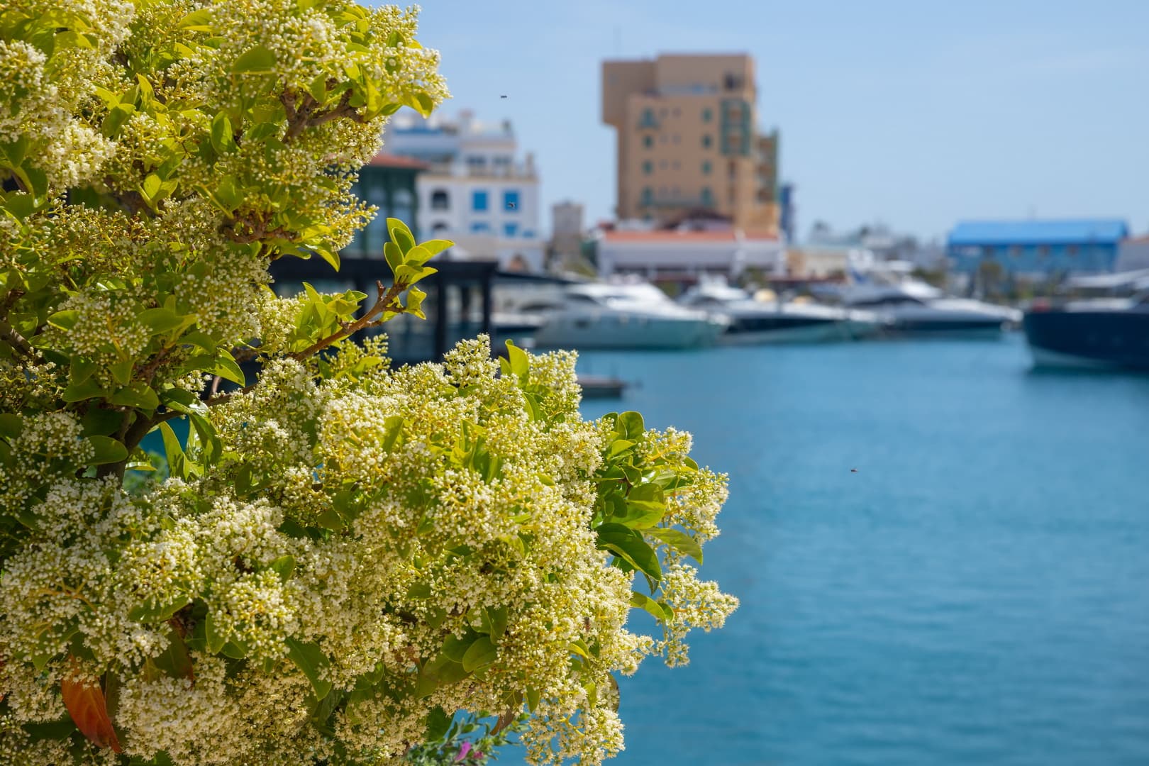 Limassol Marina image 9